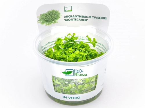 Tweedies Perlenkraut - Micranthemum tweediei 'Montecarlo' in vitro